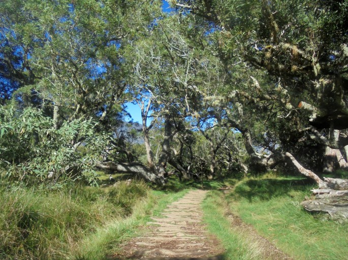 Plaine des Tamarins, ile de la réunion