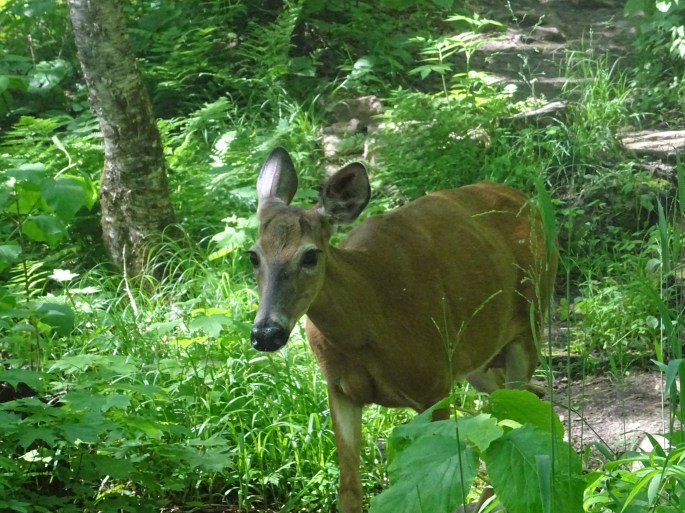 Randonnée à la Jacques cartier, Québec