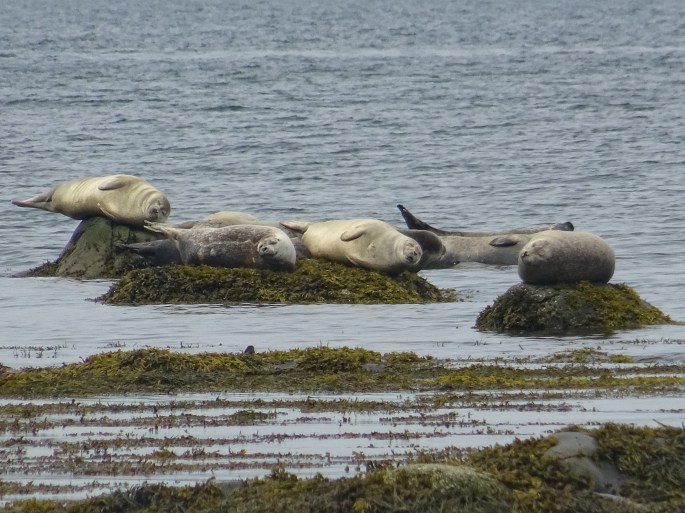Road trip Québec Gaspésie Canada Rimouski Parc national du Bic phoques