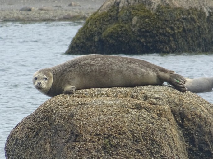 Road trip Québec Gaspésie Canada Rimouski Parc national du Bic phoques
