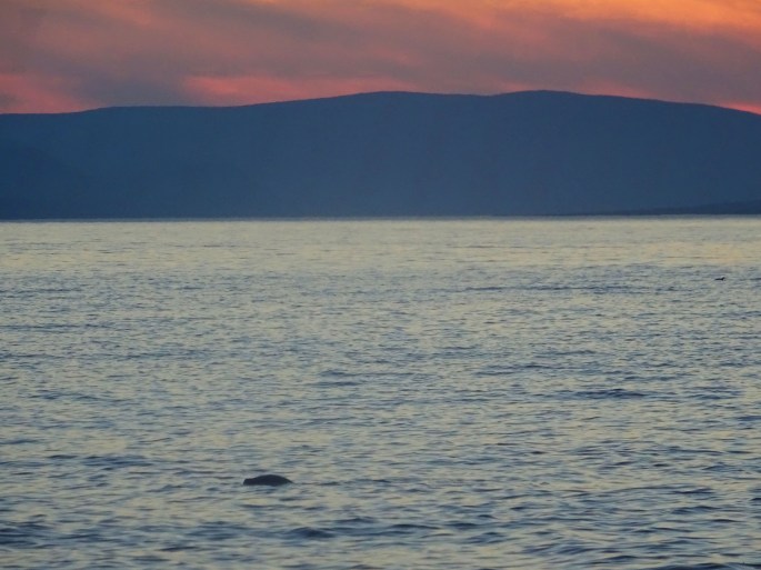 Gaspésie phoque Québec road trip