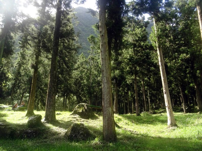 Forêt de Bélouve Salazie randonnée ile de la réunion Plaine des palmistes