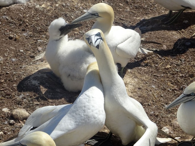 Itinéraire Road trip tour de la Gaspésie Québec Canada Parc national de l'île bonaventure et du rocher percé oiseeaux fous de bassan