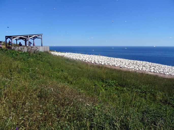 Itinéraire Road trip tour de la Gaspésie Québec Canada Parc national de l'île bonaventure et du rocher percé oiseeaux fous de bassan