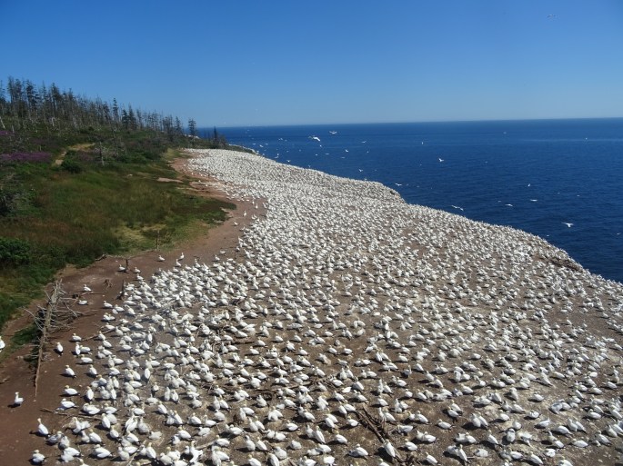 Itinéraire Road trip tour de la Gaspésie Québec Canada Parc national de l'île bonaventure et du rocher percé oiseaux fous de bassan