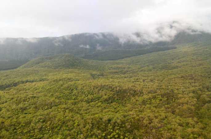 Plaine des palmistes ile de la réunion forêt de bélouve