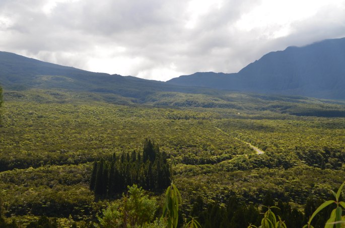 La forêt de Bélouve, Plaine des Palmistes, Ile de la Réunion