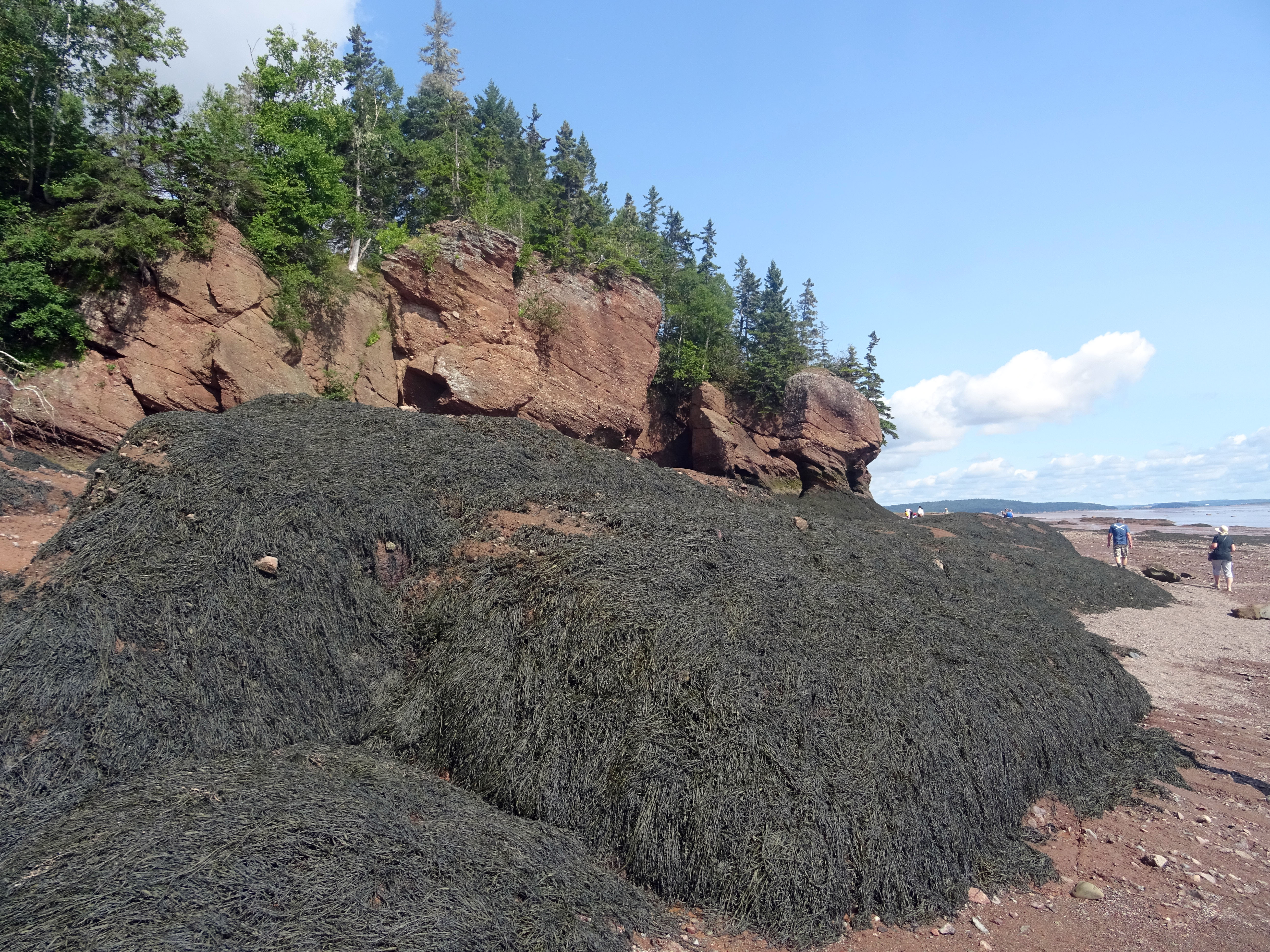 New brunswick fundy bay canada