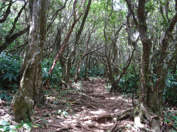 Randonnée Ile de la Réunion Ilet Alcide depuis le Maido vue sur le cirque de Mafate paysages
