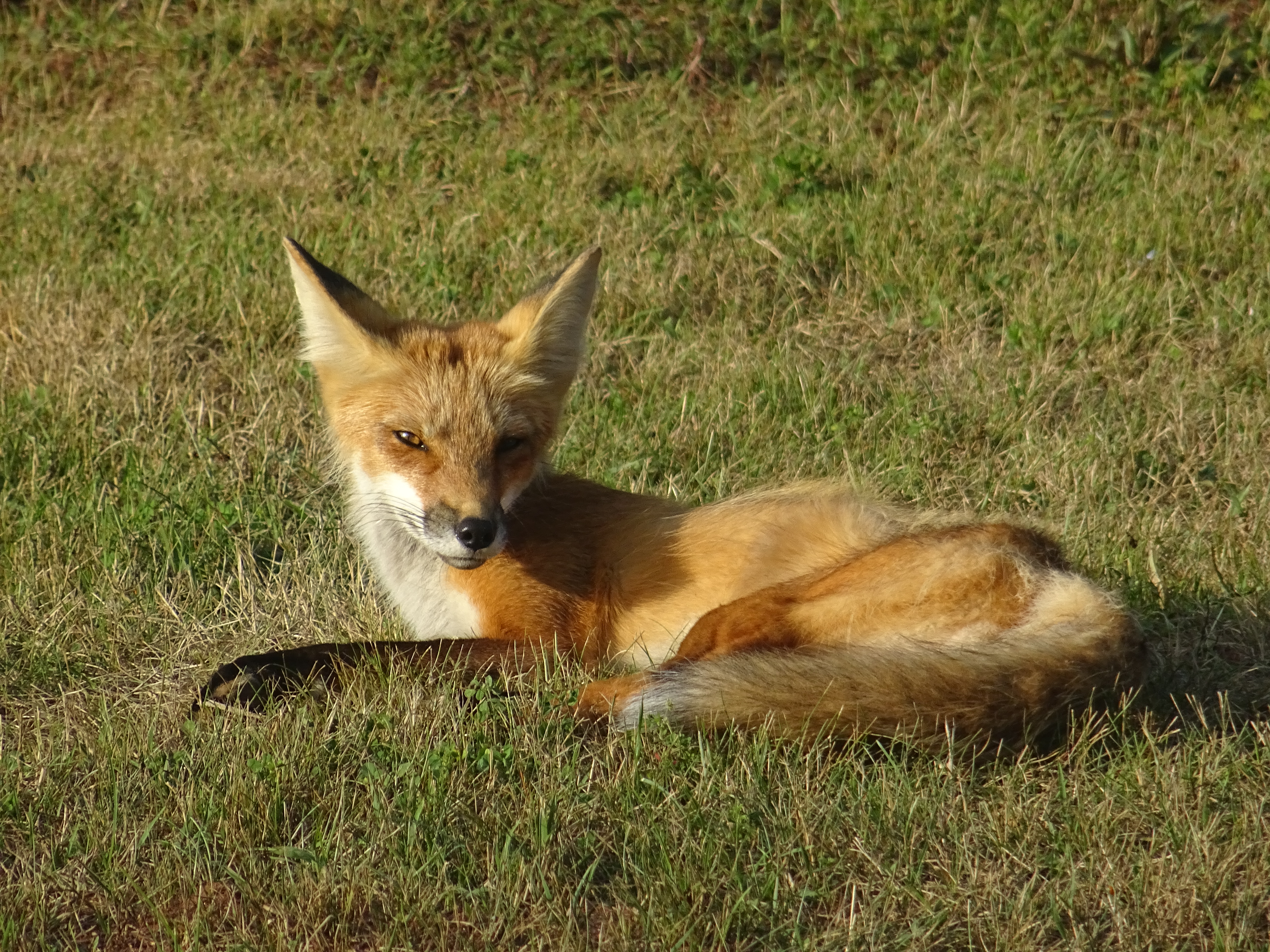 Renard, faune du Canada , Ile du prince edouard