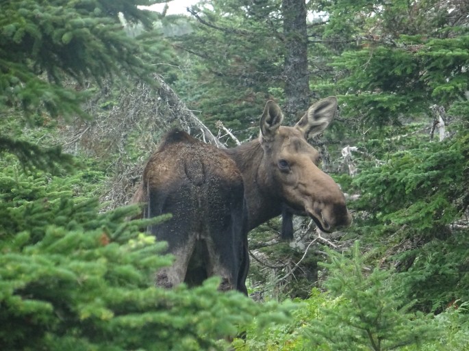 Cabot Trail , Skyline Trail Parc national du Cap Breton Nouvelle écosse itinéraire road trip est canadien randonnée