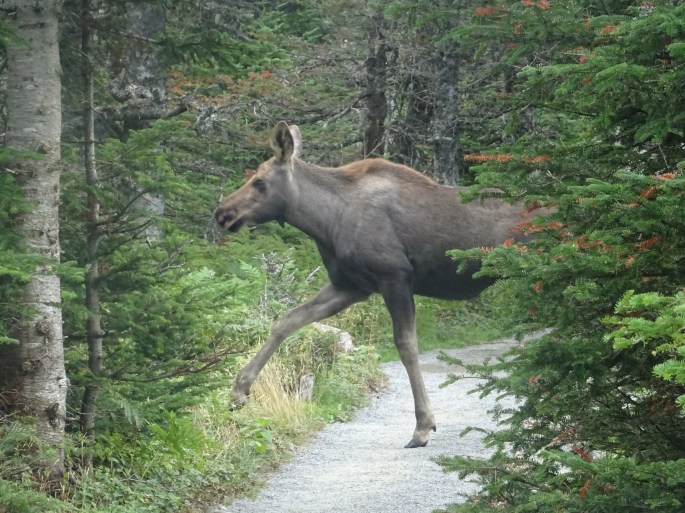 Bébé Originaux , Skyline Trail Parc national du Cap Breton Nouvelle écosse itinéraire road trip est canadien randonnée Cabot Trail