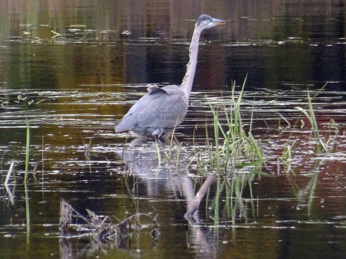 Grand Héron, Randonnée à la réserve naturelle des marais du Nord , Canada