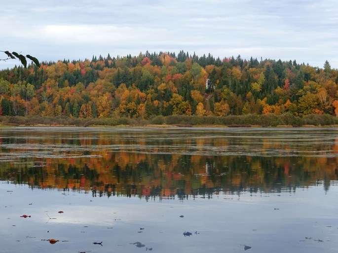 Randonnée facile d'automne à proximité de Québec city : Réserve naturelle des marais du nord