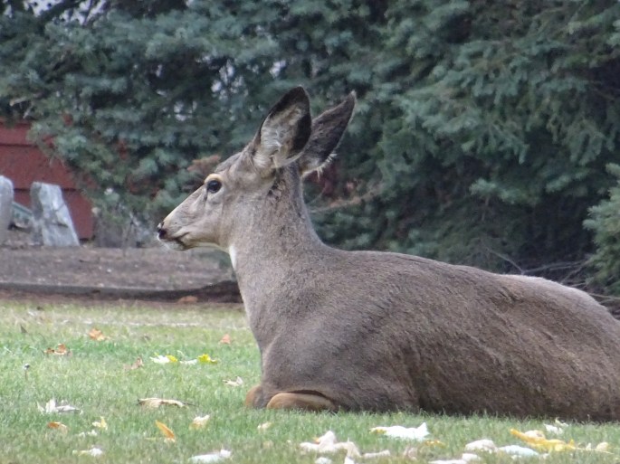 Biche, Kelowna, Vallée d'Okanagan