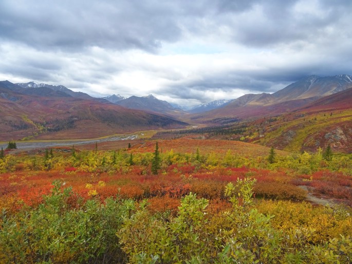 Automne au Parc Territorial de Tombstone, Dempster Highway, Yukon Territory
