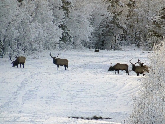 Observation d'animaux sauvages au Yukon, Canada
