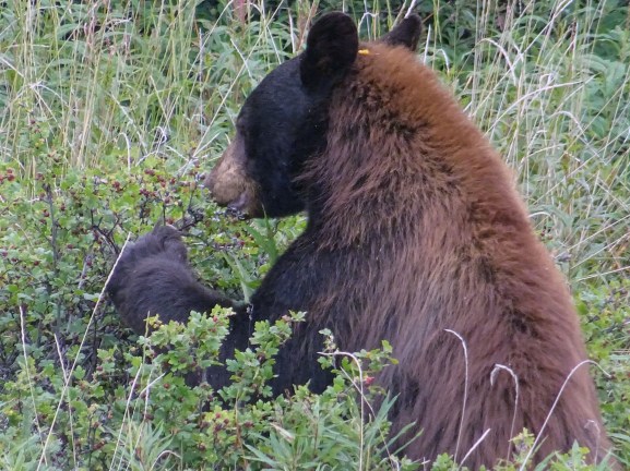 Ours noir, Yukon, Canada