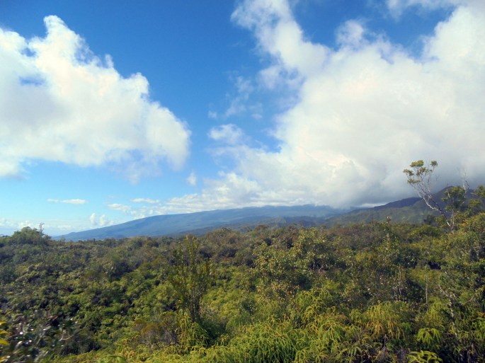 Randonnée à la forêt de l'Eden, Bras Panon, Ile de la Réunion