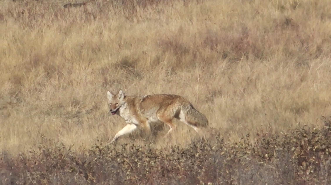Coyotte au Parc provincial glenvow ranch, Alberta, Canada Coyotte au Parc provincial glenvow ranch, Alberta, Canada
