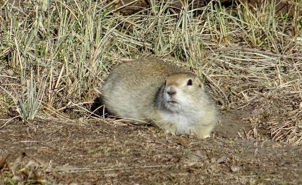 chien de prairie canada alberta