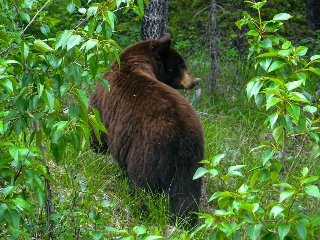 Ours noir à Kananaskis, Alberta, Canada