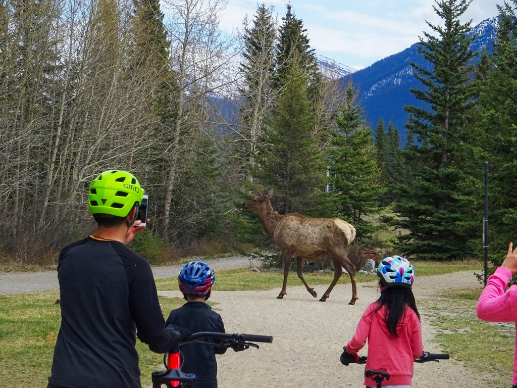 Wapitis à Canmore, Alberta, Canada